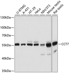 Anti-TCP1 eta antibody used in Western Blot (WB). GTX64898