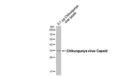 Anti-Chikungunya virus Capsid antibody [HL6530] used in Western Blot (WB). GTX648986