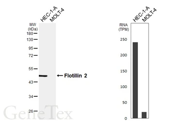Anti-Flotillin 2 antibody [HL6531] used in Western Blot (WB). GTX649001