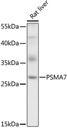 Anti-PSMA7 antibody used in Western Blot (WB). GTX64902