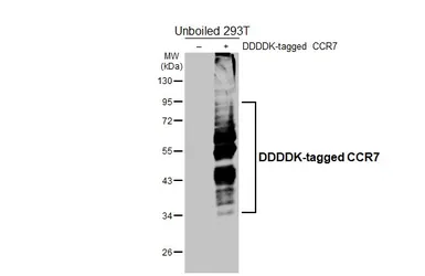 Anti-CCR7 antibody [HL6554] used in Western Blot (WB). GTX649024