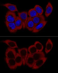 Anti-RPL23 antibody used in Immunocytochemistry/ Immunofluorescence (ICC/IF). GTX64903