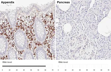 Anti-MZB1 antibody [HL6562] used in IHC (Paraffin sections) (IHC-P). GTX649032