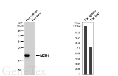 Anti-PACAP antibody [HL6563] used in Western Blot (WB). GTX649033