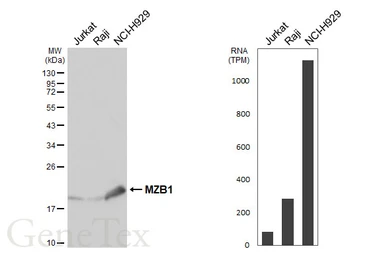 Anti-PACAP antibody [HL6563] used in Western Blot (WB). GTX649033