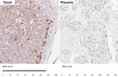 Anti-MZB1 antibody [HL6563] used in IHC (Paraffin sections) (IHC-P). GTX649033