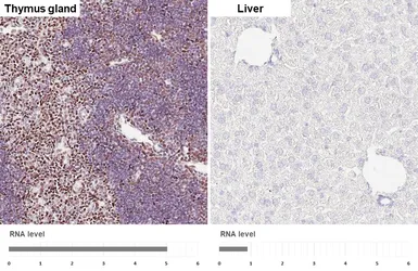 Anti-FOXP1 antibody [HL6571] used in IHC (Paraffin sections) (IHC-P). GTX649041