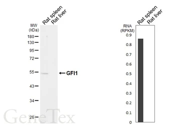 Anti-GFI1 antibody [HL6576] used in Western Blot (WB). GTX649046