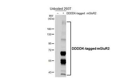 Anti-mGluR2 antibody [HL6586] used in Western Blot (WB). GTX649056