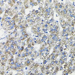 Anti-FUCA2 antibody used in IHC (Paraffin sections) (IHC-P). GTX64913
