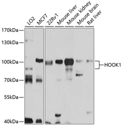 Anti-HOOK1 antibody used in Western Blot (WB). GTX64916