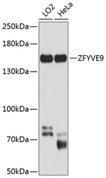 Anti-SARA antibody used in Western Blot (WB). GTX64921