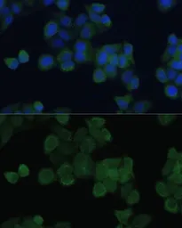 Anti-SARA antibody used in Immunocytochemistry/ Immunofluorescence (ICC/IF). GTX64921