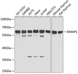 Anti-DMAP1 antibody used in Western Blot (WB). GTX64926