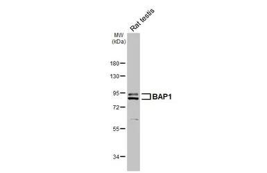Anti-BAP1 antibody [HL6613] used in Western Blot (WB). GTX649313