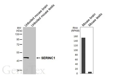 Anti-SERINC1 antibody [HL6614] used in Western Blot (WB). GTX649314