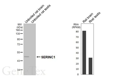 Anti-SERINC1 antibody [HL6614] used in Western Blot (WB). GTX649314