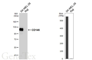 Anti-CD146 antibody [HL6624] used in Western Blot (WB). GTX649324