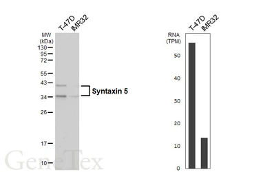 Anti-Syntaxin 5 antibody [HL6627] used in Western Blot (WB). GTX649327