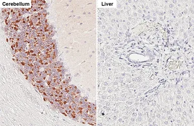 Anti-Kv4.2 antibody [GT433] used in IHC (Paraffin sections) (IHC-P). GTX649342