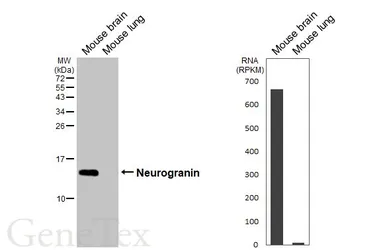 Anti-Neurogranin antibody [HL6640] used in Western Blot (WB). GTX649349