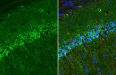 Anti-Neurogranin antibody [HL6640] used in IHC (Frozen sections) (IHC-Fr). GTX649349