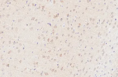 Anti-Neurogranin antibody [HL6640] used in IHC (Paraffin sections) (IHC-P). GTX649349