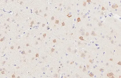 Anti-Neurogranin antibody [HL6640] used in IHC (Paraffin sections) (IHC-P). GTX649349