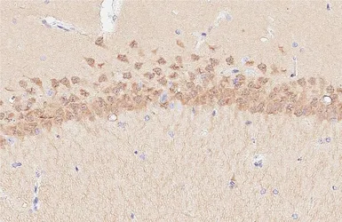Anti-Neurogranin antibody [HL6640] used in IHC (Paraffin sections) (IHC-P). GTX649349