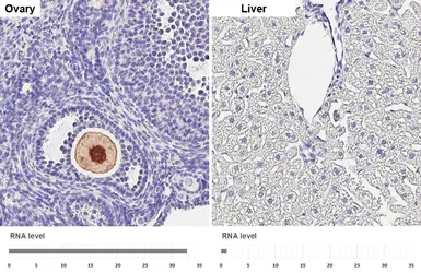 Anti-Laminin beta 1 antibody [HL6655] used in IHC (Paraffin sections) (IHC-P). GTX649364
