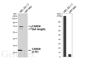 Anti-CARD8 antibody [HL6656] used in Western Blot (WB). GTX649365