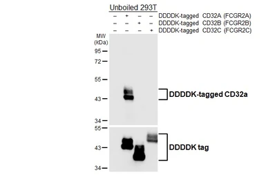 Anti-CD32a antibody [HL6664] used in Western Blot (WB). GTX649373