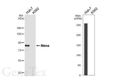 Anti-Mena antibody [HL6672] used in Western Blot (WB). GTX649381