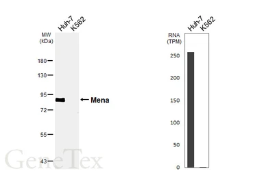 Anti-Mena antibody [HL6673] used in Western Blot (WB). GTX649382