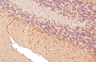 Anti-cGK1 antibody [HL6677] used in IHC (Paraffin sections) (IHC-P). GTX649388