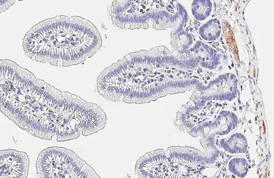 Anti-SNAP25 antibody [HL6680] used in IHC (Paraffin sections) (IHC-P). GTX649391