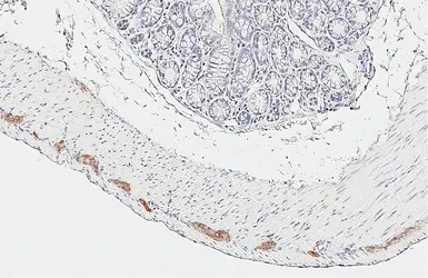 Anti-SNAP25 antibody [HL6680] used in IHC (Paraffin sections) (IHC-P). GTX649391