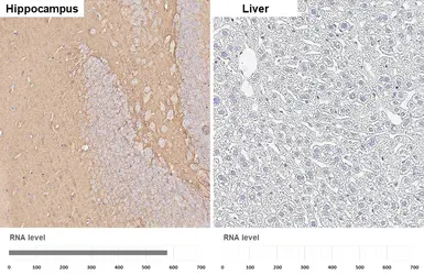 Anti-SNAP25 antibody [HL6680] used in IHC (Paraffin sections) (IHC-P). GTX649391