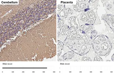 Anti-SNAP25 antibody [HL6680] used in IHC (Paraffin sections) (IHC-P). GTX649391