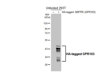 Anti-GPR103 antibody [HL6698] used in Western Blot (WB). GTX649409