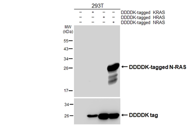 Anti-N-RAS antibody [HL6708] used in Western Blot (WB). GTX649419
