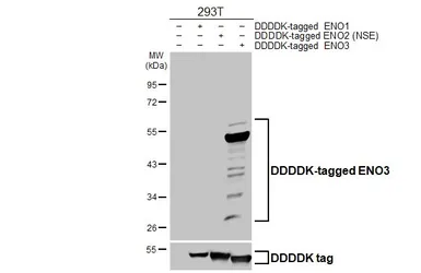 Anti-ENO3 antibody [HL6715] used in Western Blot (WB). GTX649426