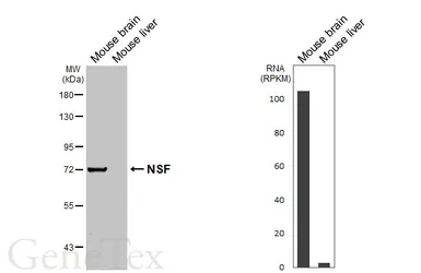 Anti-NSF antibody [HL6729] used in Western Blot (WB). GTX649452