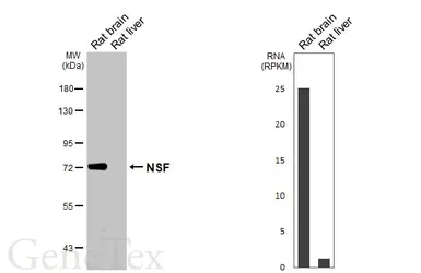 Anti-NSF antibody [HL6729] used in Western Blot (WB). GTX649452