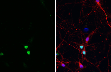 Anti-SOX1 antibody [HL6737] used in Immunocytochemistry/ Immunofluorescence (ICC/IF). GTX649460