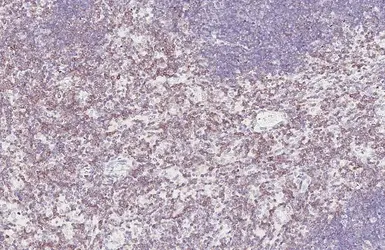 Anti-CD3 delta antibody [HL6744] used in IHC (Paraffin sections) (IHC-P). GTX649467