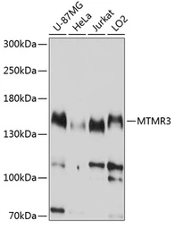 Anti-MTMR3 antibody used in Western Blot (WB). GTX64947