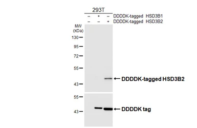 Anti-HSD3B2 antibody [HL6752] used in Western Blot (WB). GTX649475