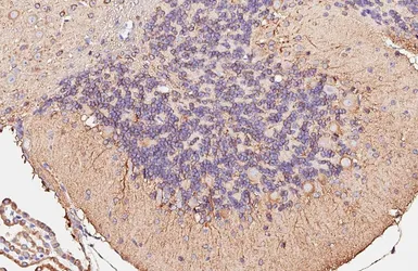 Anti-alpha Tubulin 4a antibody [HL6756] used in IHC (Paraffin sections) (IHC-P). GTX649479