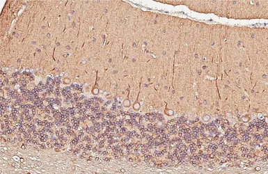 Anti-alpha Tubulin 4a antibody [HL6756] used in IHC (Paraffin sections) (IHC-P). GTX649479